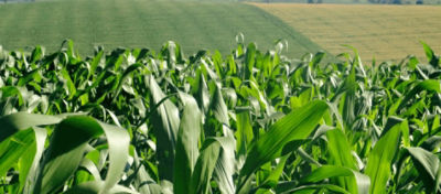 Entenda os estádios fenológicos do milho