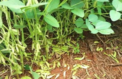 Abortamento de legumes de soja em função da ocorrência de estresse