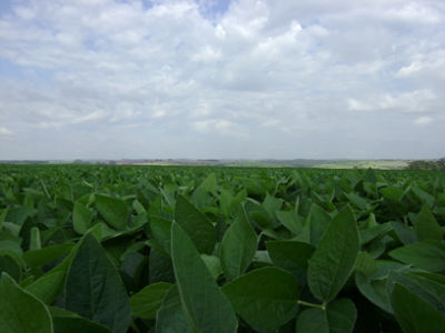 Fisiologia vegetal da soja