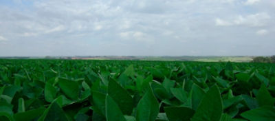 Fisiologia vegetal da soja