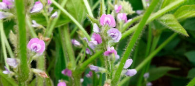 Florescimento da cultura da soja
