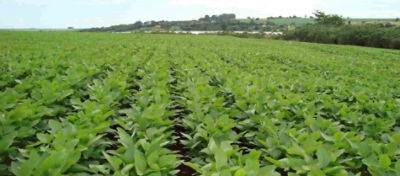 Nutrição de Plantas Guia Completo Para Ter Plantas Mais Eficientes