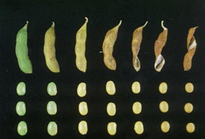 Sequência de maturação de vagens e grãos de soja