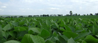 Produtores de Palmas/PR Mostram Que Detalhes no Manejo Fazem a Diferença