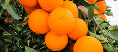 Como Proteger os Pomares de Citros Contra o Déficit Hídrico