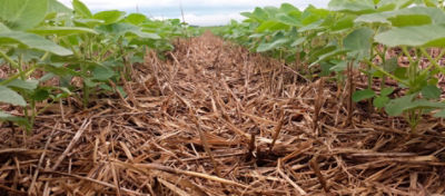 Como reduzir o estresse das plantas e melhorar a produtividade