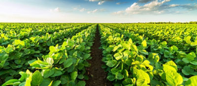 Qual é a diferença dos biológicos e das soluções orgânicas e convencionais?