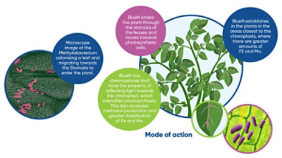 BlueN maximises crop potential