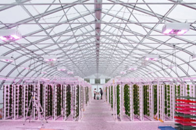 Seed breeding operation in greenhouse