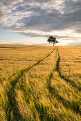 A distant tree in a field
