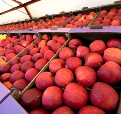 Rows of boxed red apples