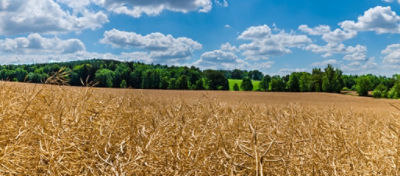 canola field brevant