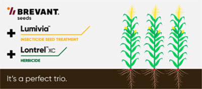 Brevant soybeans, lumivia and lontrel make the perfect trio