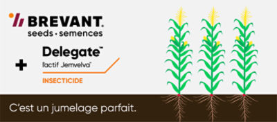 l'insecticide Delegate avec le mais Brevant