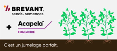 Fongicide acapela avec le mais de Brevant