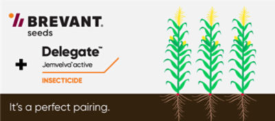 Delegate and Brevant corn are the perfect pair