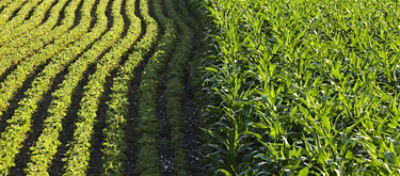 O Brasil é o quarto maior produtor mundial de grãos e o segundo maior exportador 