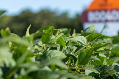 Soybean in field with sign