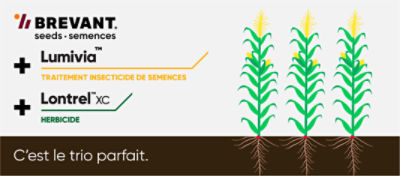 Le Brevant semence et Lontrel XC et Lumivia est le trio parfait
