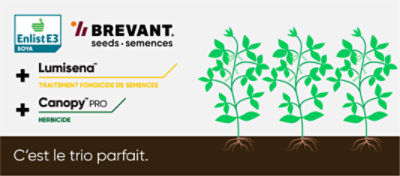 semences Brevant et Lumisena et Canopy PRO est le trio parfait