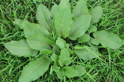 Broad-leaved Dock Close