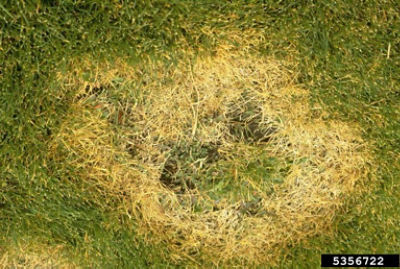 Brown patch