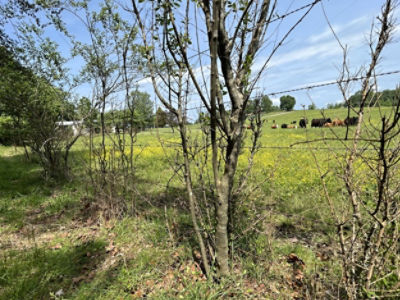 Brush in fence