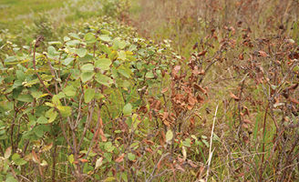 Alive and dead buckbrush