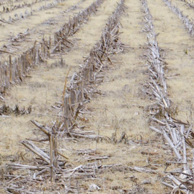 Image of burned crop field