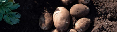 Pomme de terre : Les patatiers parlent de leur solution anti-mildiou #2