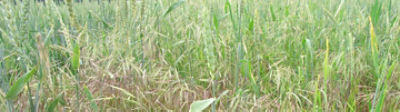 Comment lutter contre le brome dans mes parcelles ? 