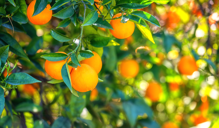 Citrus Grove