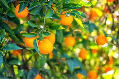 Citrus Grove