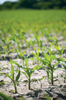 Corn field