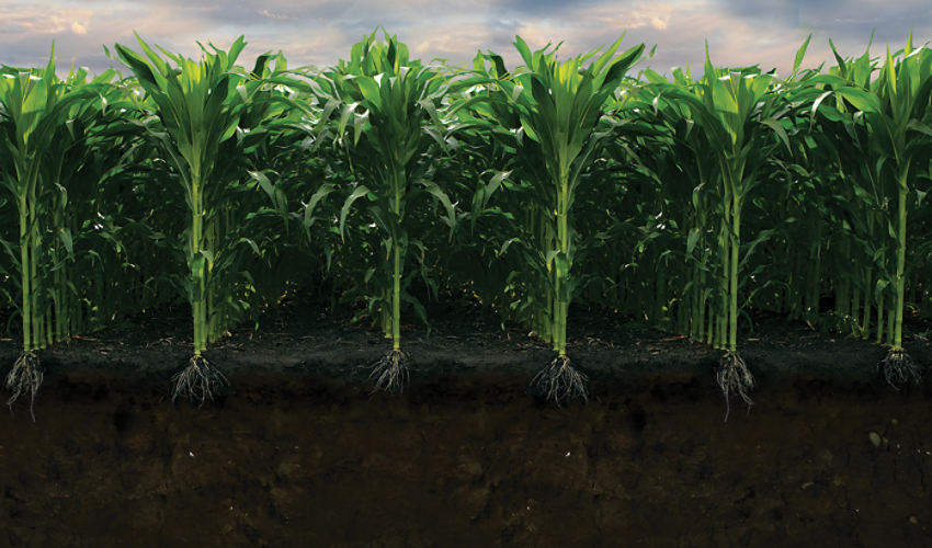 Nitrogen in corn roots