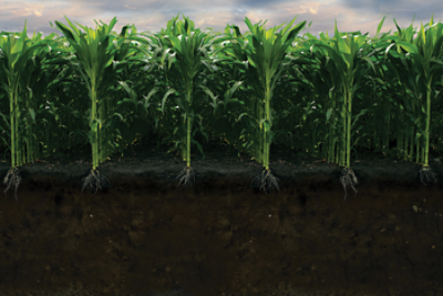 Nitrogen in corn roots