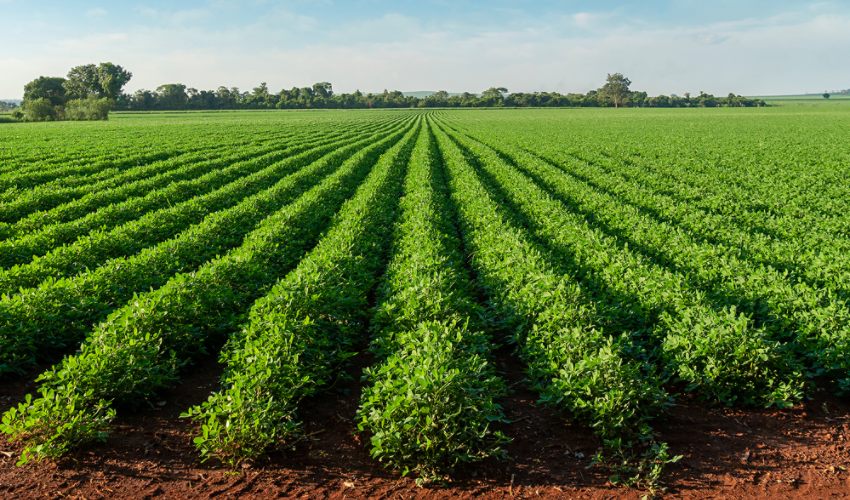 Peanut field