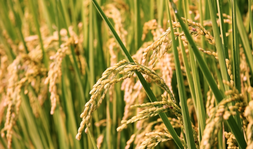 Rice field