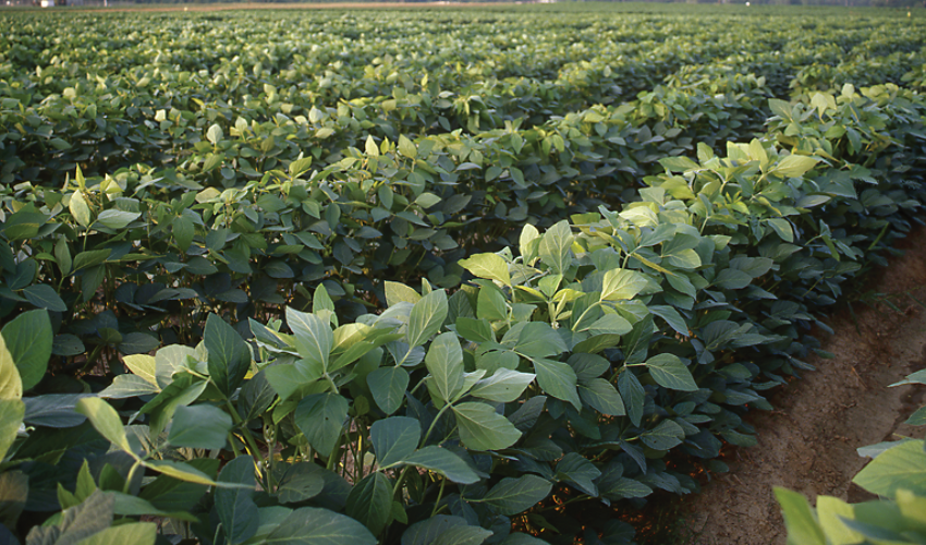 Soybeans