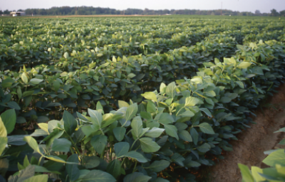 Soybeans