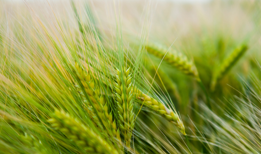 Wheat field