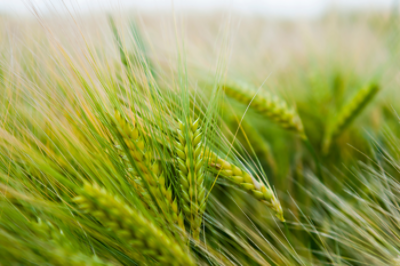 Wheat field