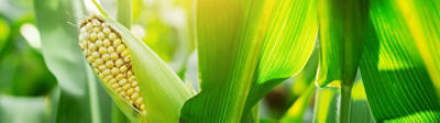 corn crop at sunset