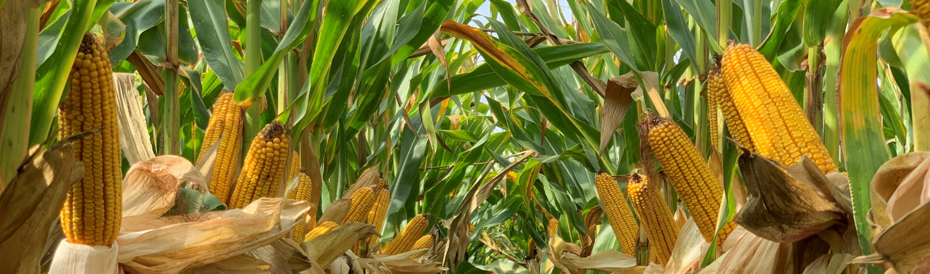 IMG-CORN_image_for_WEB_size_1500_600-Corteva-EU-HR-V1