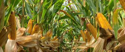 IMG-CORN_image_for_WEB_size_1500_600-Corteva-EU-HR-V1