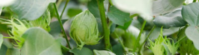 cotton green bolls