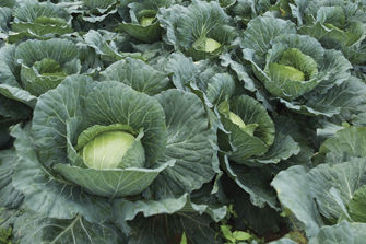 Cabbage