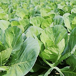 Image of close up of cabbage in a field