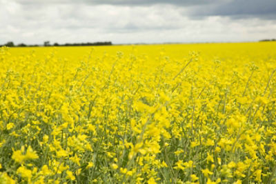 Canola Field 