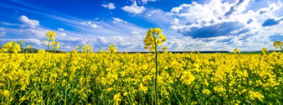 canola